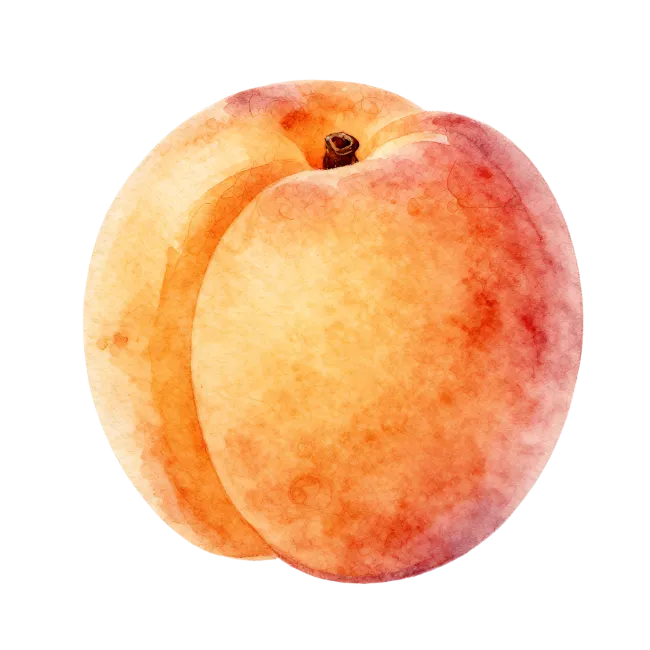 Watercolor Peach Illustration