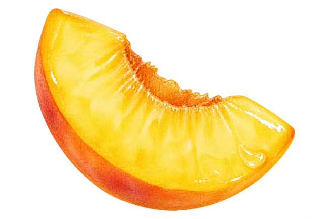 Watercolor Peach Slice Illustration