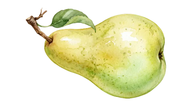 Watercolor Pear Fruit Illustration