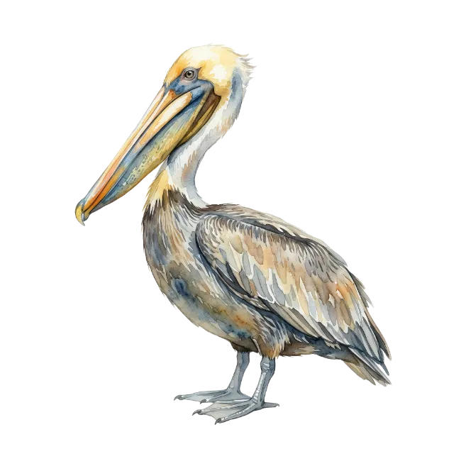 Watercolor Pelican Bird Illustration