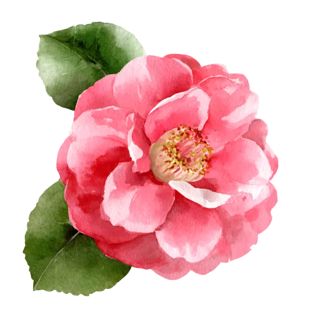 Watercolor Pink Camellia Flower with Leaves