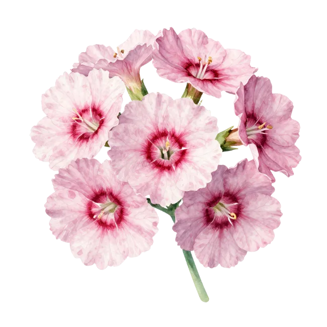 Watercolor Pink Dianthus Flower Cluster