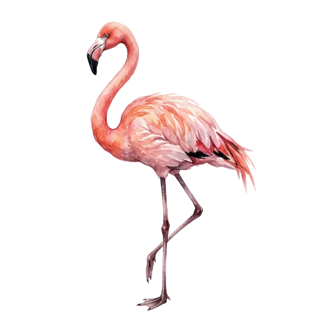 Watercolor Pink Flamingo Bird Illustration