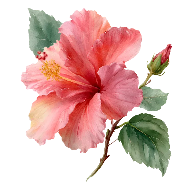 Watercolor Pink Hibiscus Flower