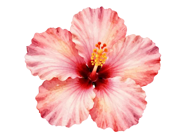 Watercolor Pink Hibiscus Flower Illustration