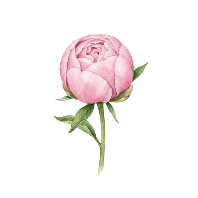 Watercolor Pink Peony Flower Illustration