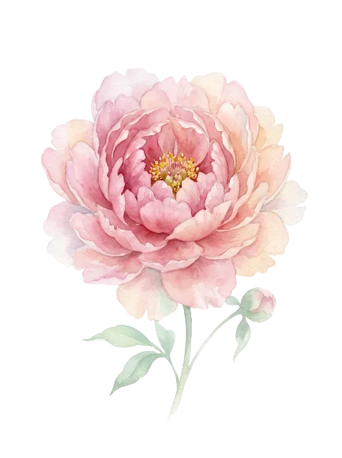 Watercolor Pink Peony Flower Illustration