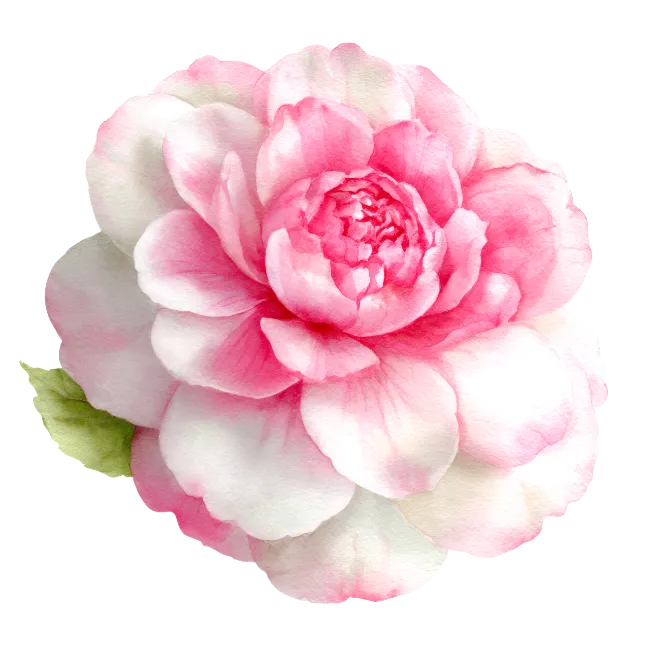 Watercolor Pink Peony Flower Illustration
