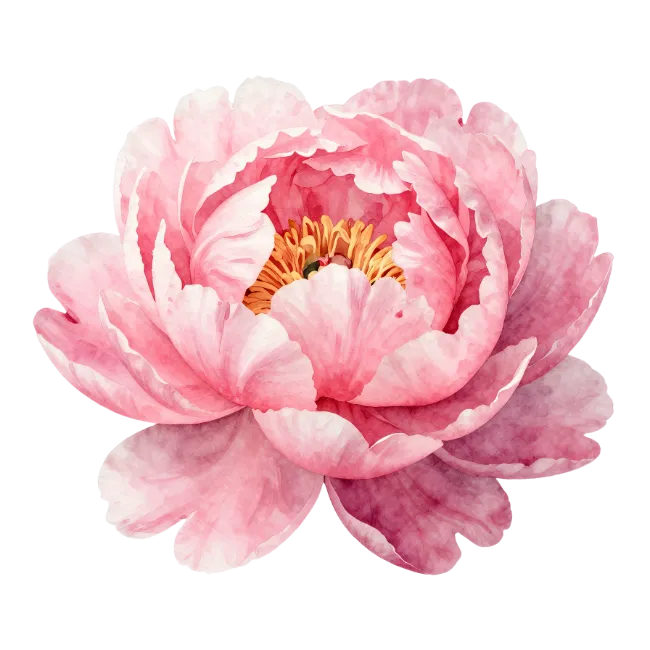 Watercolor Pink Peony Flower Illustration