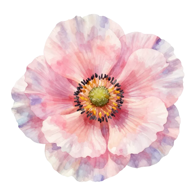 Watercolor Pink Poppy Flower Illustration