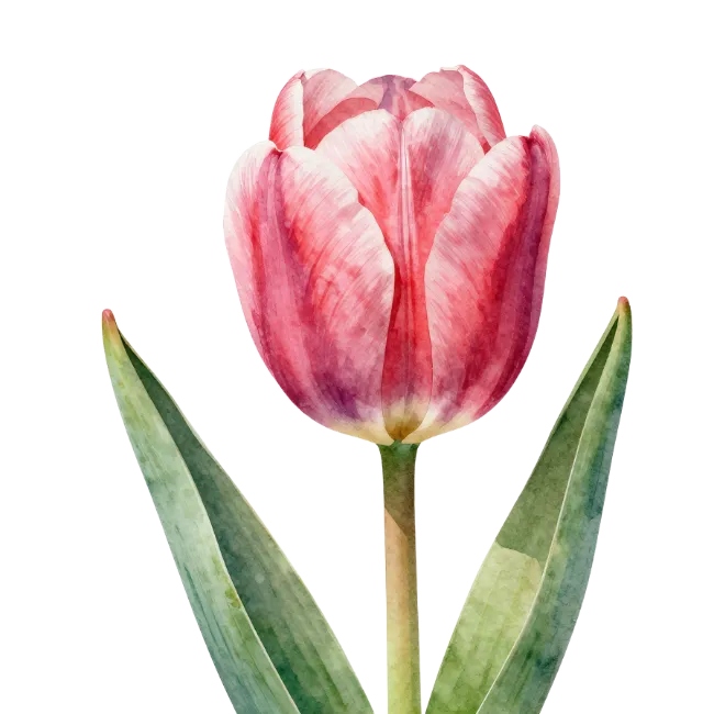 Watercolor Pink Tulip Flower Illustration