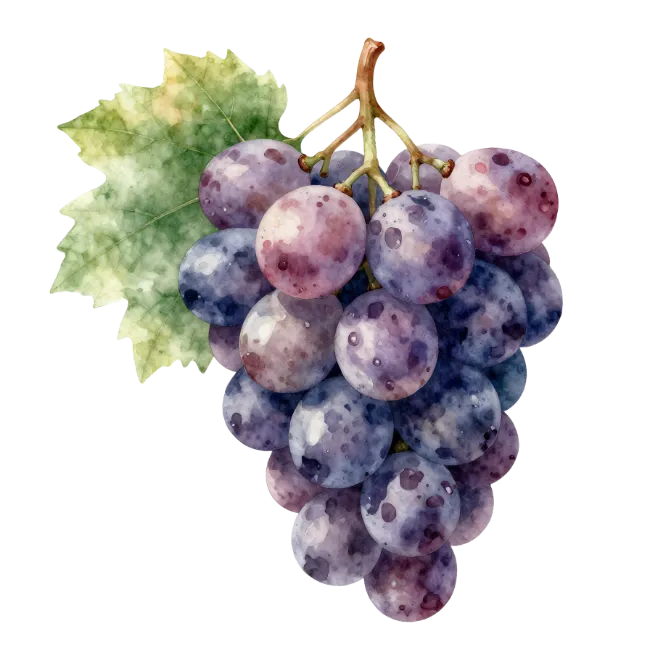 Watercolor Purple Grapes