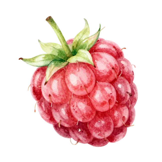 Watercolor Raspberry Fruit Illustration