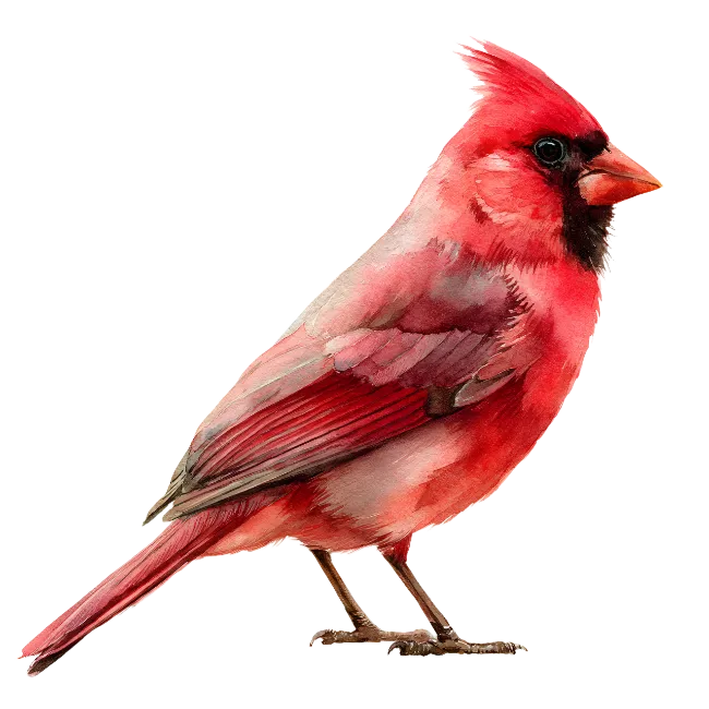 Watercolor Red Cardinal Bird Illustration