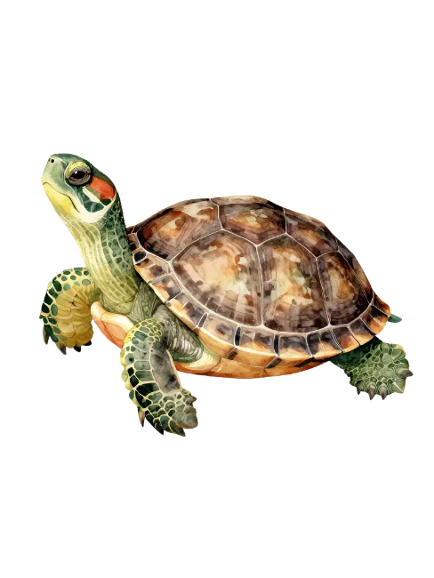 Watercolor Red Eared Slider Turtle Illustration