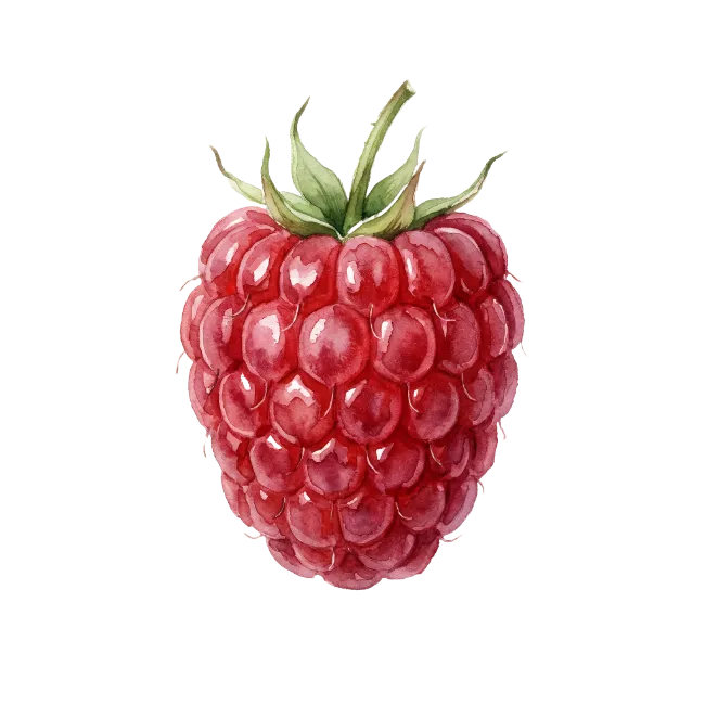 Watercolor Red Raspberry Fruit Illustration