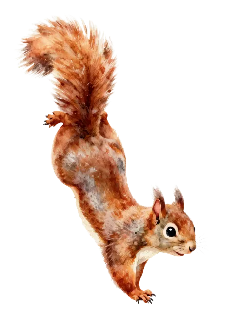 Watercolor red squirrel leaping