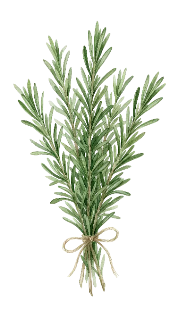 Watercolor Rosemary Bunch Illustration
