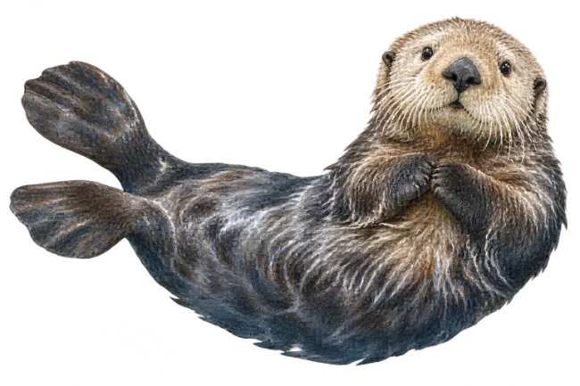 Watercolor Sea Otter Swimming on Back