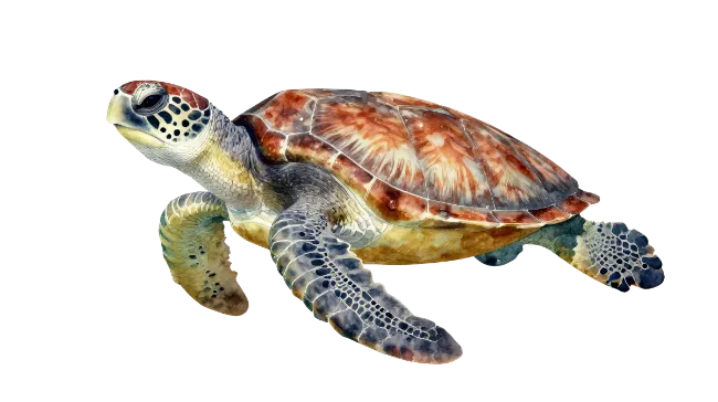 Watercolor Sea Turtle Illustration