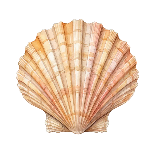 Watercolor Seashell Illustration