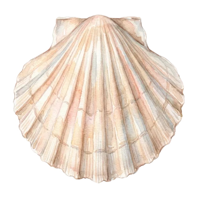 Watercolor Seashell Illustration Isolated