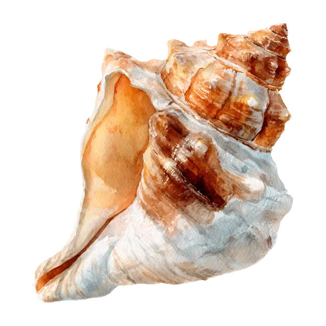 Watercolor Seashell Illustration Isolated
