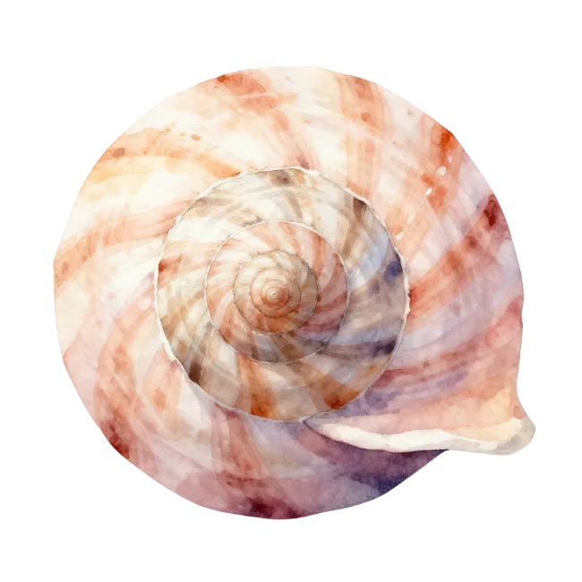 Watercolor seashell top view illustration