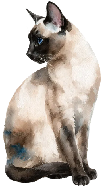 Watercolor Siamese Cat Illustration