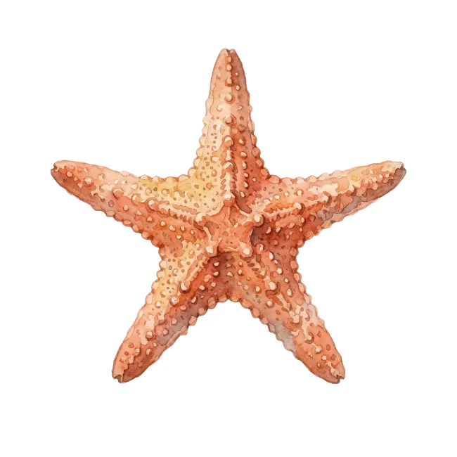 Watercolor Starfish Illustration