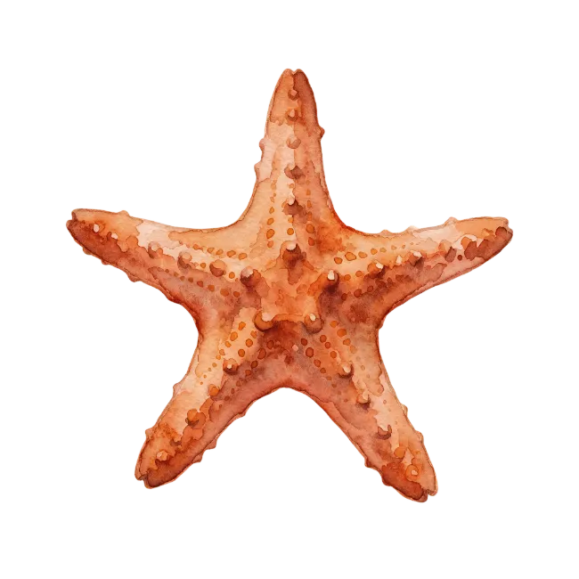 Watercolor Starfish Illustration