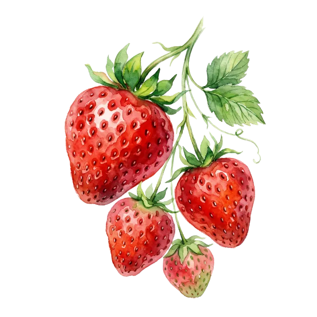 Watercolor Strawberry Branch Illustration