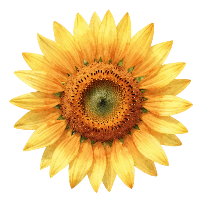 Watercolor Sunflower Blossom Illustration