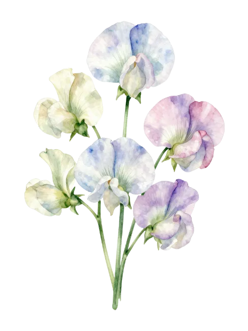 Watercolor Sweet Pea Flower Bouquet