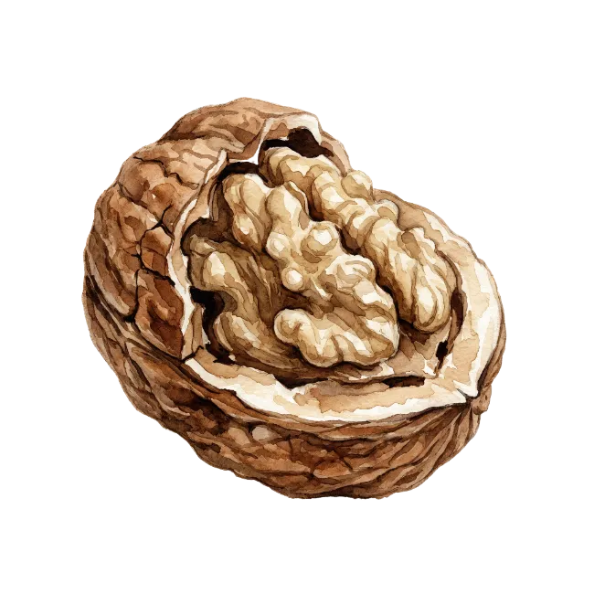 Watercolor Walnut Fruit Illustration