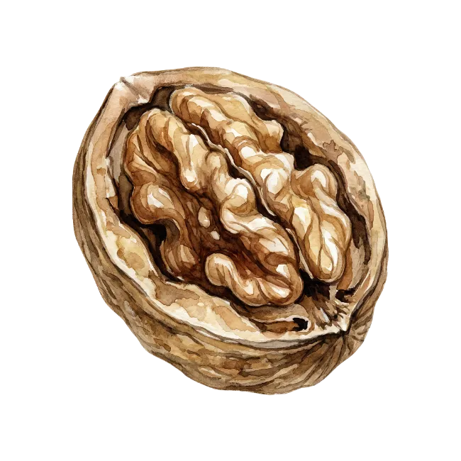 Watercolor Walnut Kernel