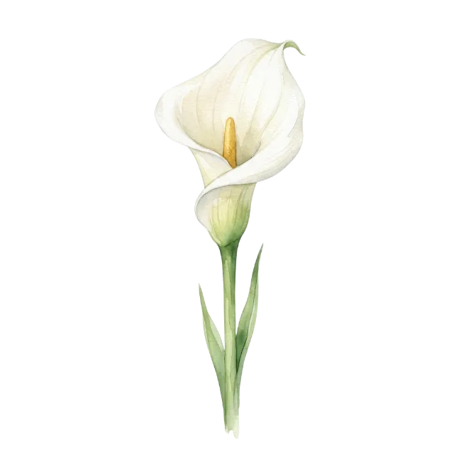 Watercolor White Calla Lily Flower Illustration