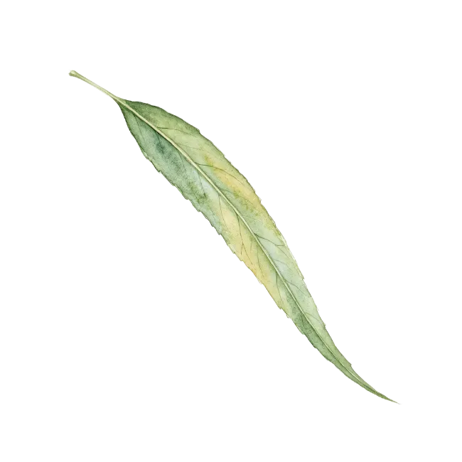 Watercolor Willow Leaf Illustration