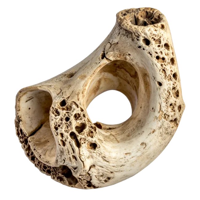 Weathered Animal Bone Fragment with Holes