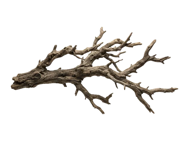 Weathered Driftwood Branch Isolated on Black