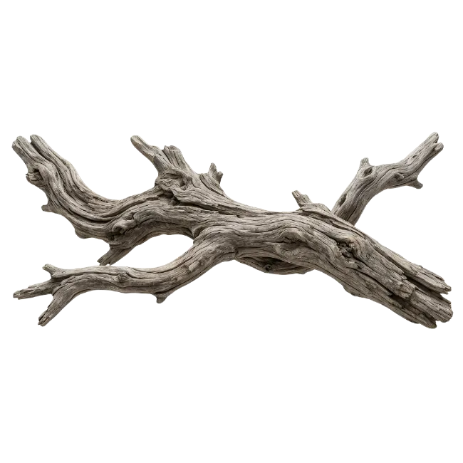 Weathered Driftwood Branch Isolated on Black