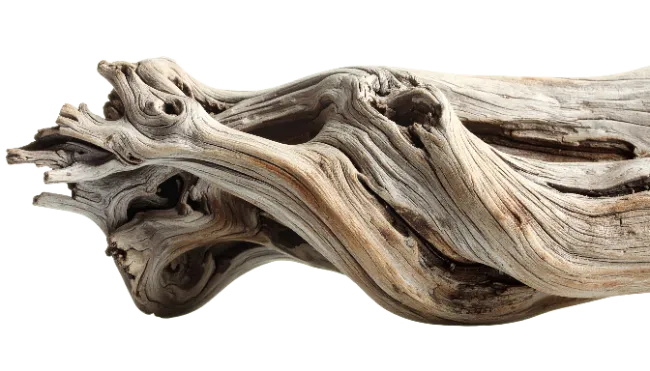 Weathered Driftwood Branch with Complex Grained Texture