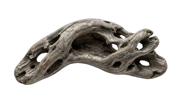 Weathered Driftwood Branch with Hollows
