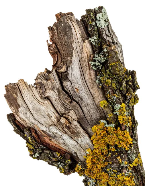 Weathered Tree Bark with Yellow Lichen
