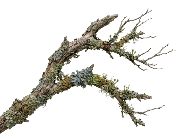 Weathered Tree Branch with Lichen and Moss