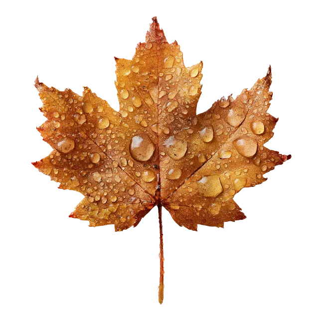 Wet Autumn Maple Leaf with Raindrops