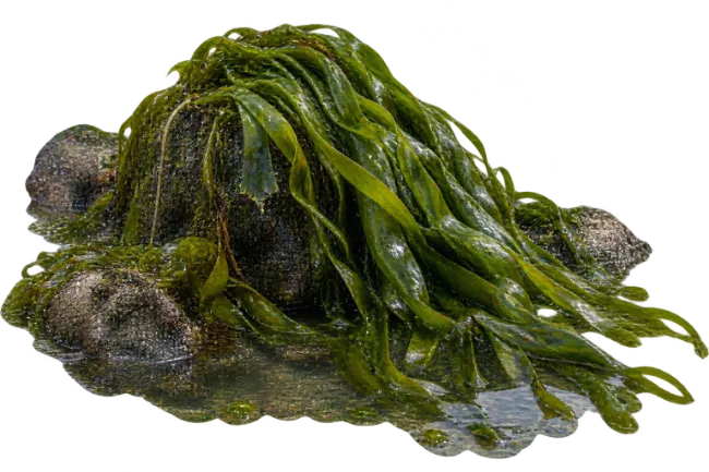 Wet Green Seaweed Covered Marine Rocks