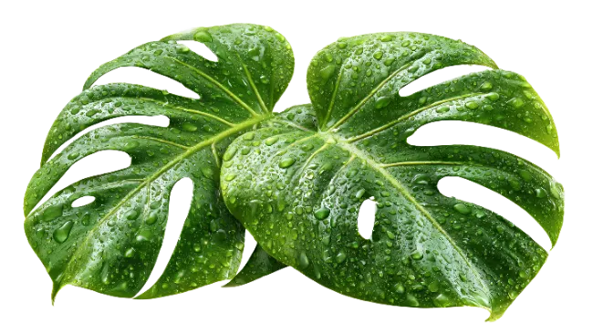 Wet Monstera Leaves with Water Droplets