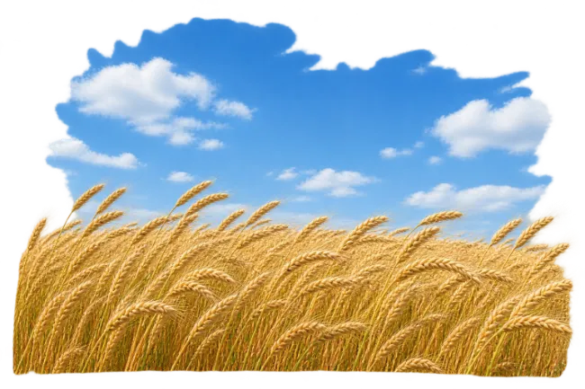 Wheat Field Under Blue Sky