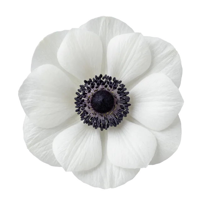White Anemone Flower with Dark Center